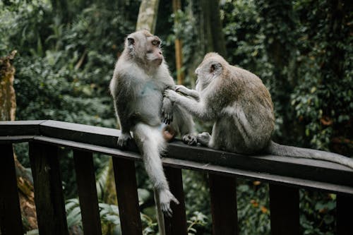 Gratis arkivbilde med apekatter, dyr, dyrefotografering