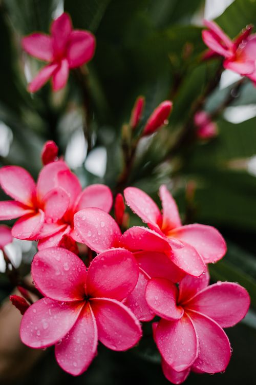 Bunga Merah Dan Putih Dalam Lensa Tilt Shift