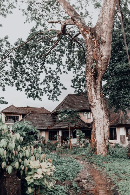 Large Tree by Houses in Village · Free Stock Photo