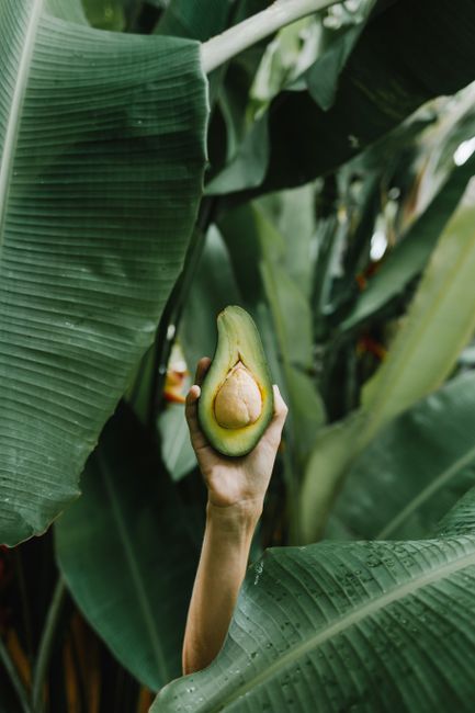A hand holds a cut avocado amidst large green banana leaves, showcasing nature's freshness.