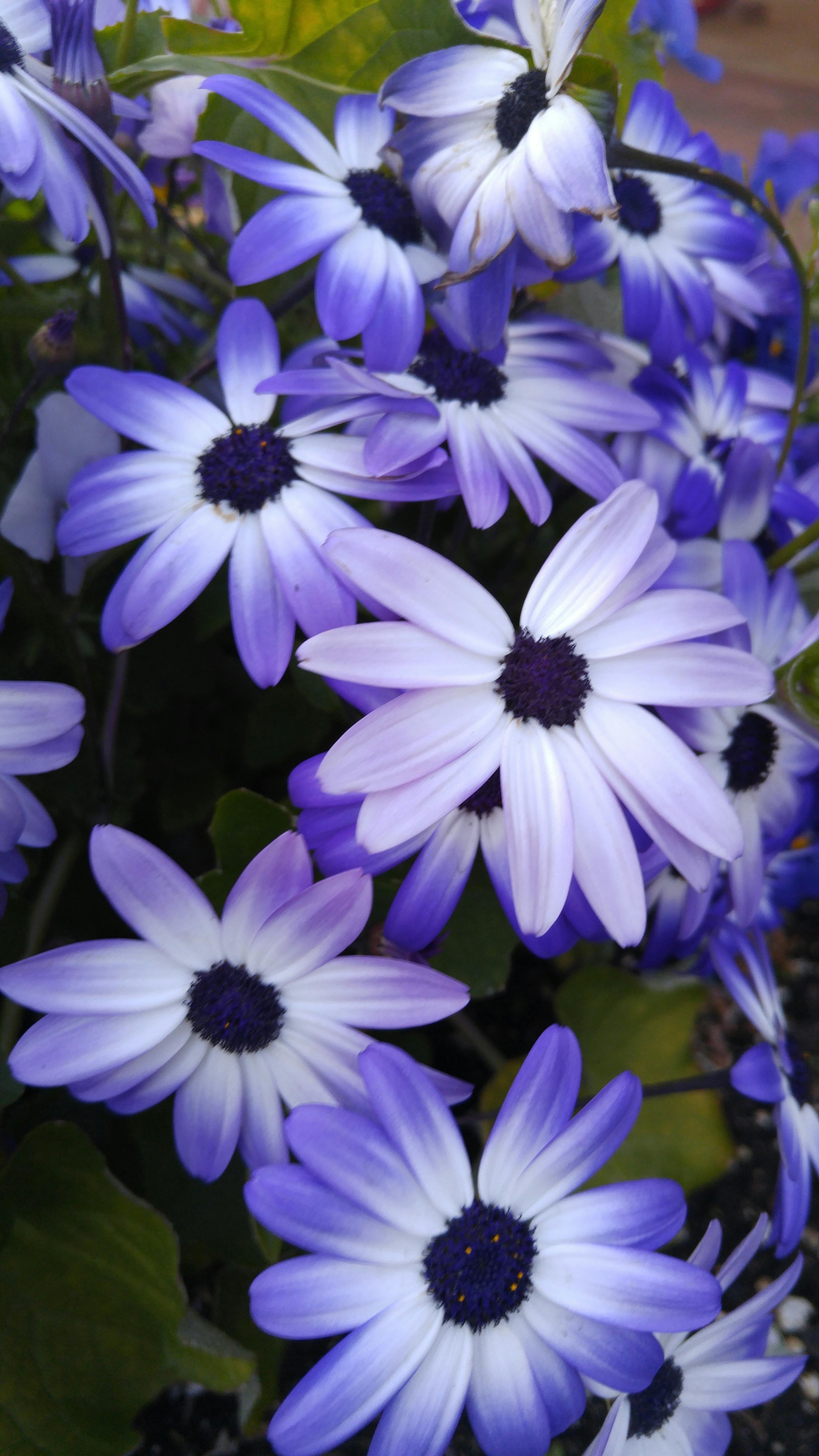 Kostenloses Foto zum Thema: blume, blumen wallpaper, schöne blumen