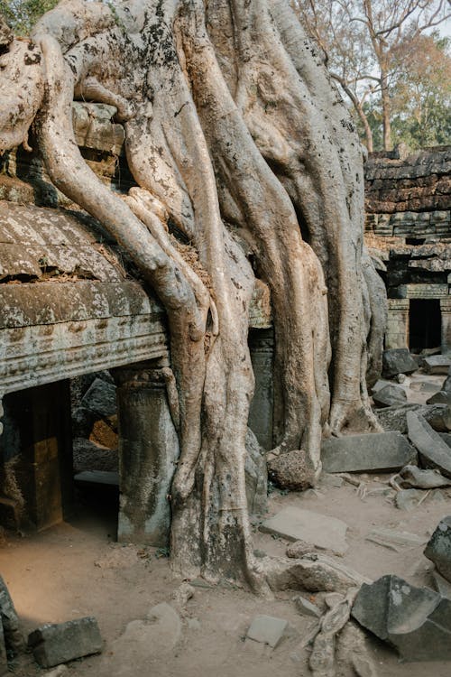 Tree Roots in Angkor Wat in Cambodia