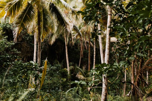 Δωρεάν στοκ φωτογραφιών με δέντρα, δέντρα καρύδας, ζούγκλα