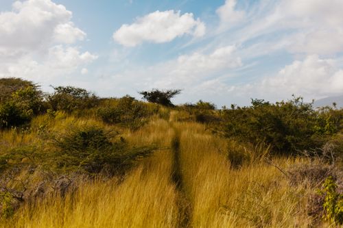 Free Explore a serene path through vibrant grasslands under a beautiful blue sky with clouds. Stock Photo