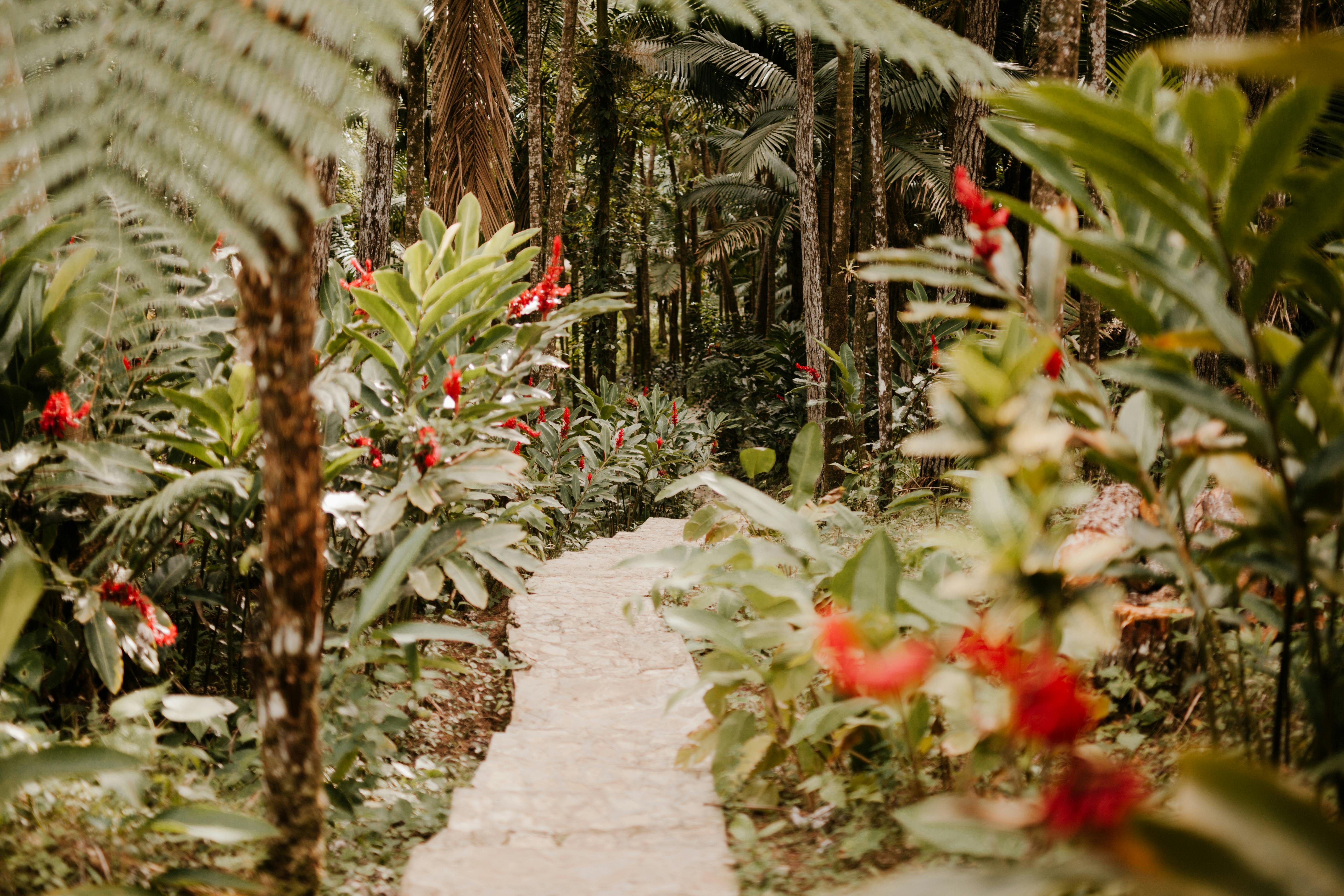 Beautiful walkway in a garden - hardscapes near me