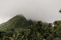 茂密的热带植物环绕着朦胧的绿色山景，展现了大自然的宁静