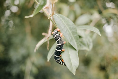 Oruga Negra Y Naranja Sobre Hoja Verde