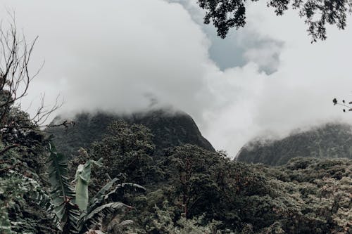 Pepohonan Hijau Di Gunung Di Bawah Awan Putih