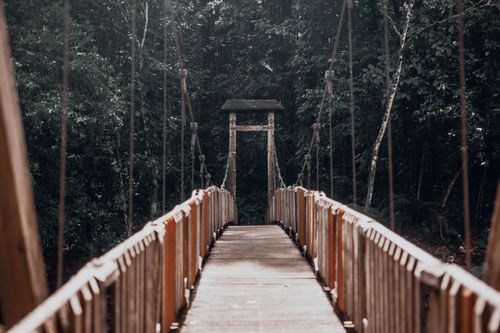 Free A narrow wooden footbridge leads into a lush green forest, capturing a serene and adventurous atmosphere. Stock Photo