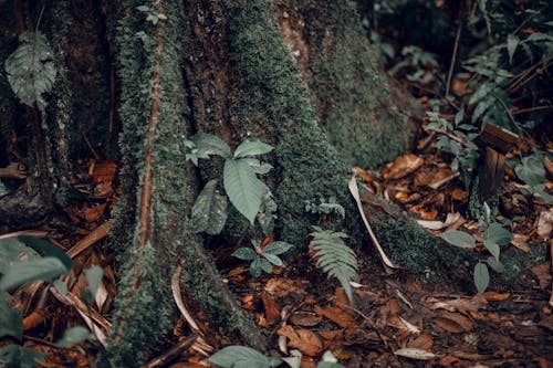Зеленые листья на коричневом стволе дерева