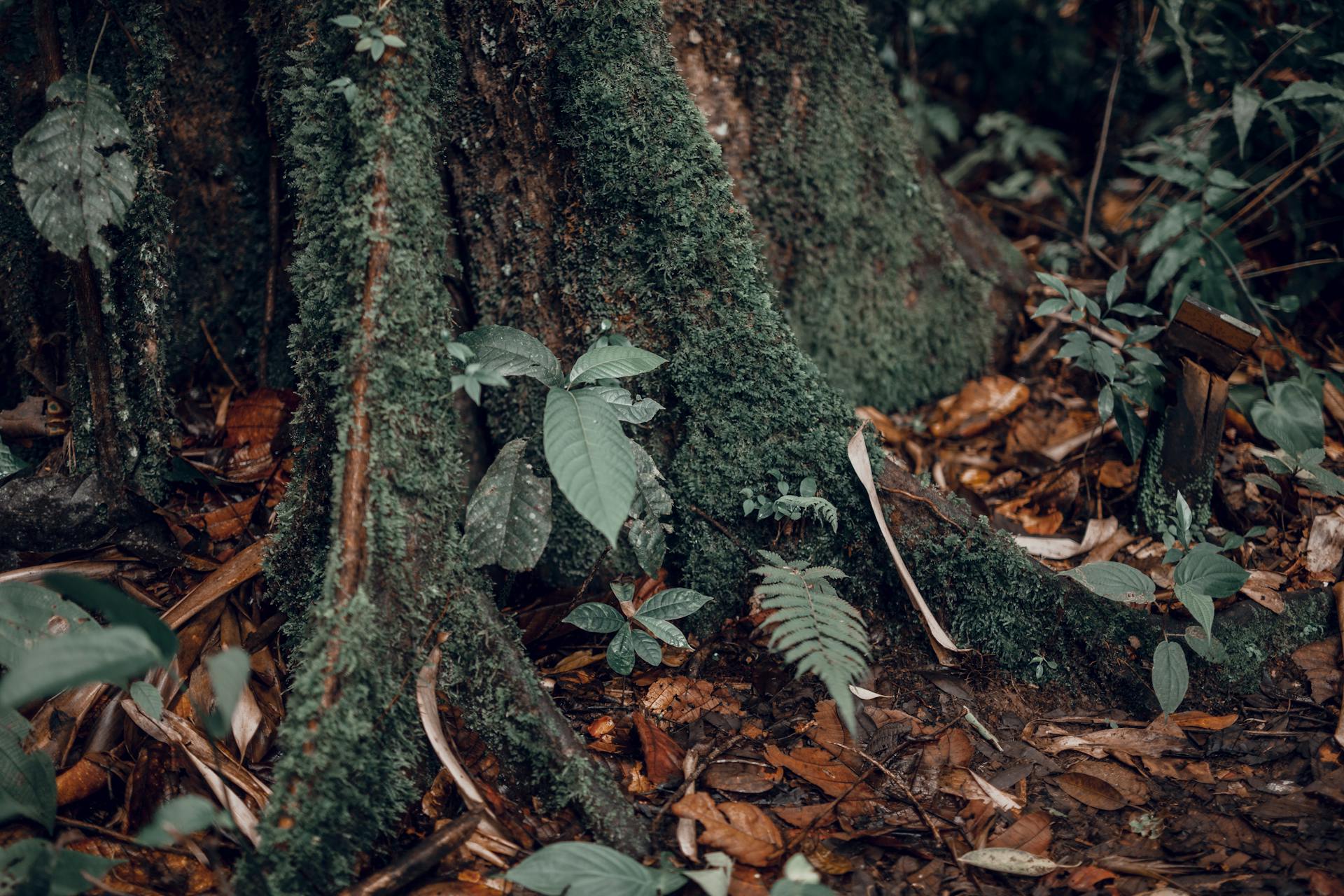 Close-up of moss-covered tree roots surrounded by lush forest vegetation.