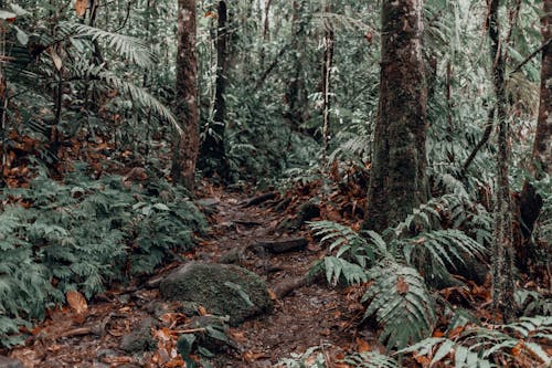 Základová fotografie zdarma na téma dešťový prales, džungle, flóra