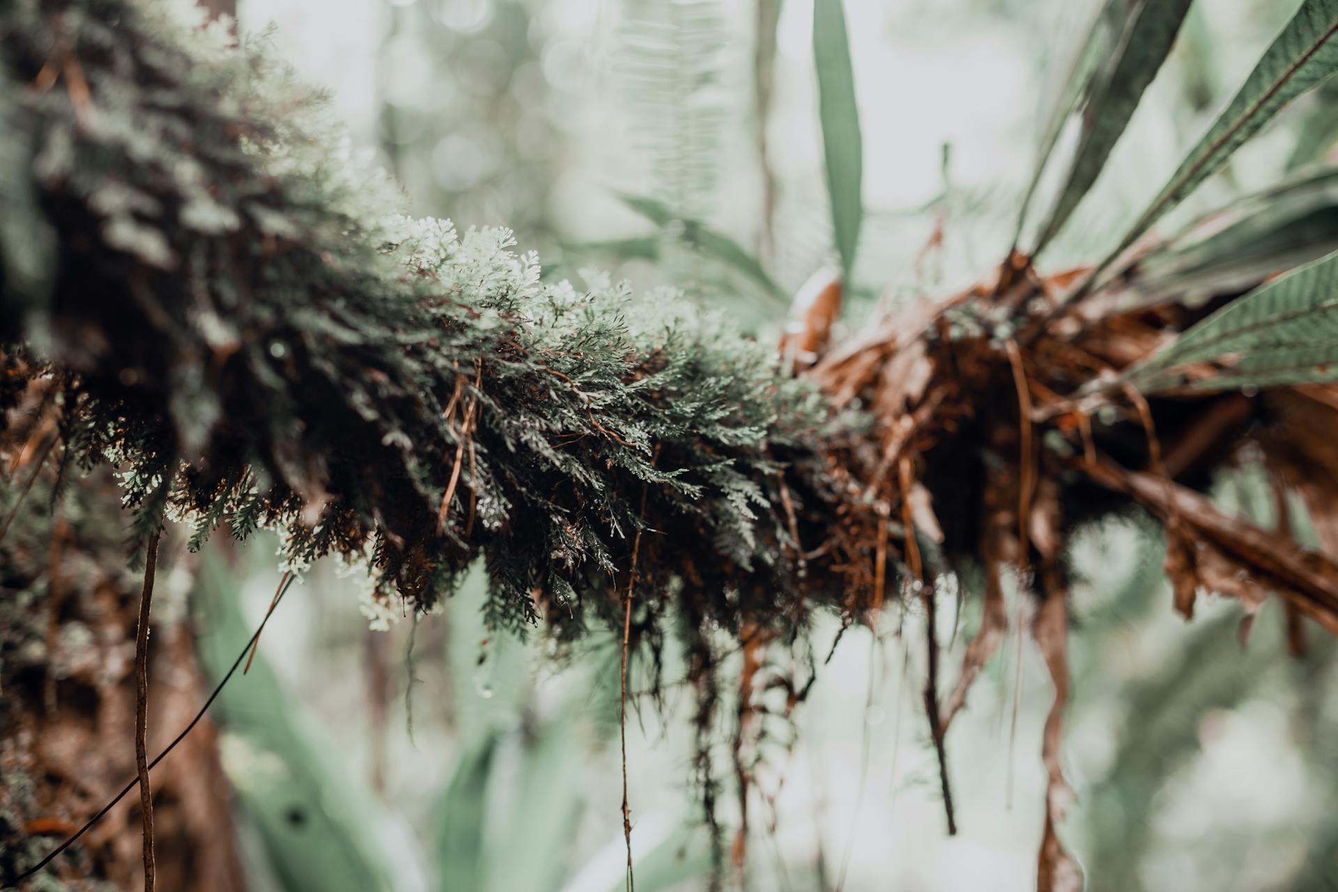 Detailed shot of ferns growing on a tree branch in a tropical forest.