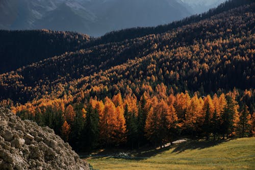 Pine Trees in the Forest