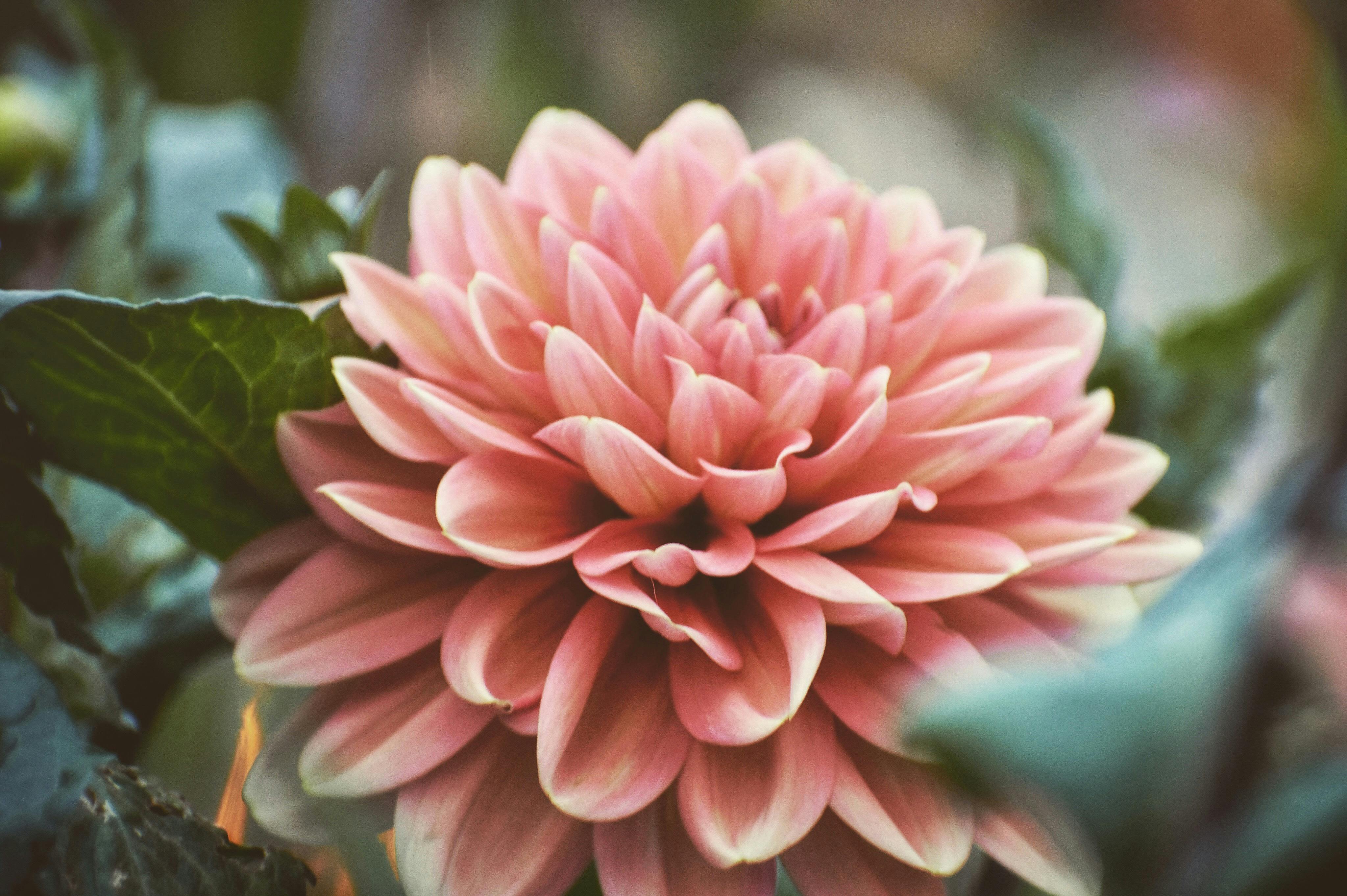 ピンクの花 壁紙 庭園の無料の写真素材