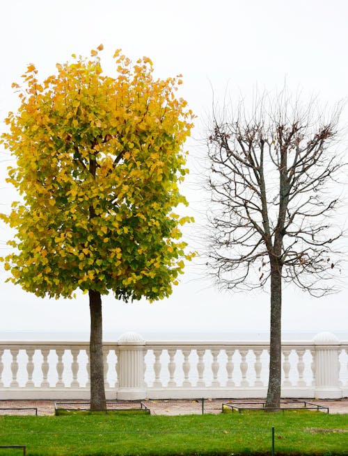 Green Tree Beside a Leafless Tree Near White Stone Railing