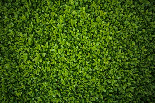 Free Green leaves - Privet / Ligustrum Stock Photo