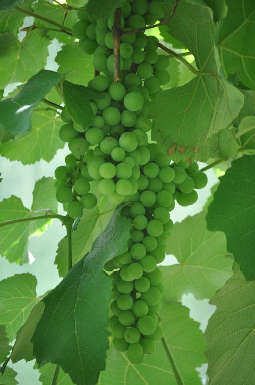 Green Grapes and Green Leaves