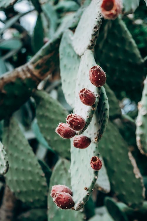 Close Up Shot of a Cactus Plant