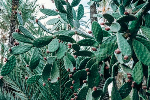 Ilmainen kuvapankkikuva tunnisteilla kaktukset, kasvi, piikikäs Kuvapankkikuva