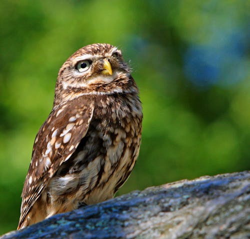 Brown White Owl in a Green Blurry Background