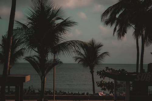 Free stock photo of beach, coconut trees, journey