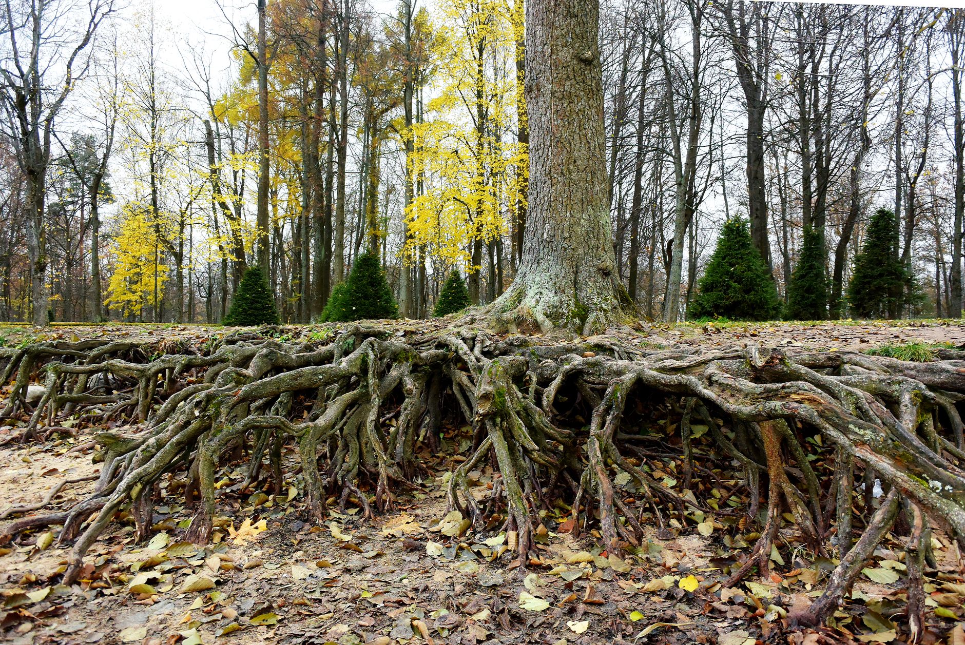 tree root system diagram garden bed