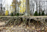 Roots of an Old Tree