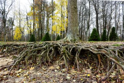 Exposed tree roots beneath a trunk showing the shallow spreading structure of a root system