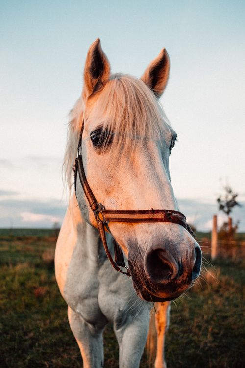 Free A captivating close-up of a white horse in a sunny field during sunset. Stock Photo