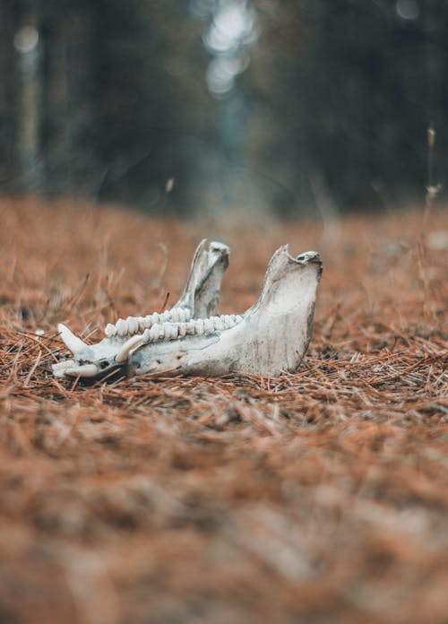 Close-Up Shot of an Animal Skull on the Ground