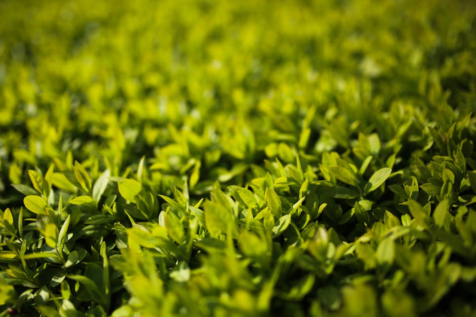 Green leaves - Privet / Ligustrum