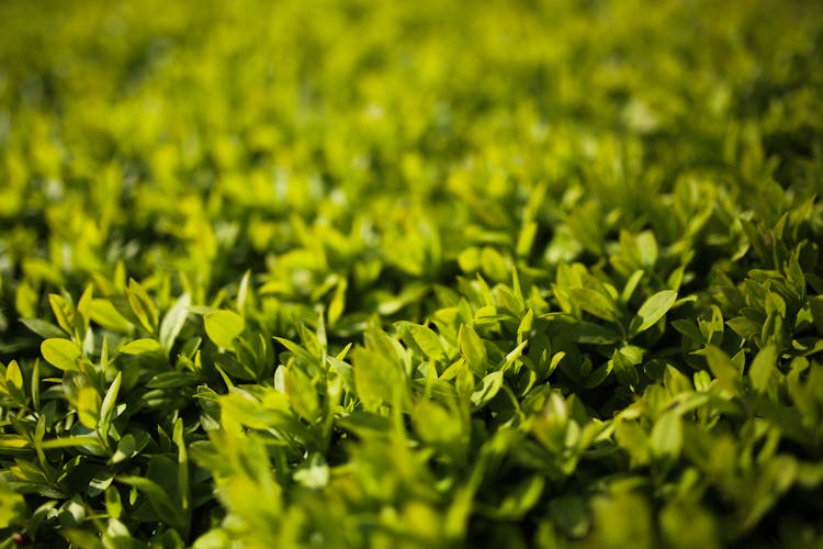 Green Leaves - Privet / Ligustrum