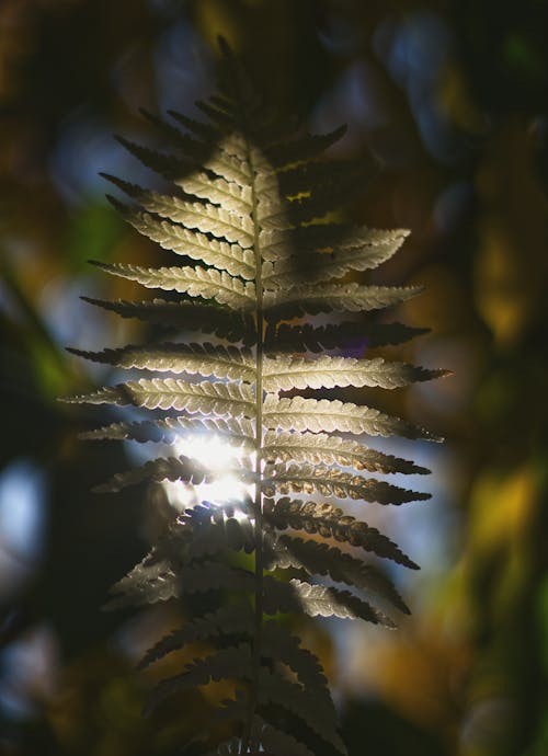 Kostenloses Stock Foto zu farn, grüne blätter, licht und schatten