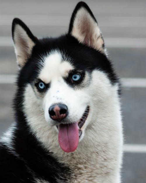 Close-Up Shot of a Siberian Husky Puppy