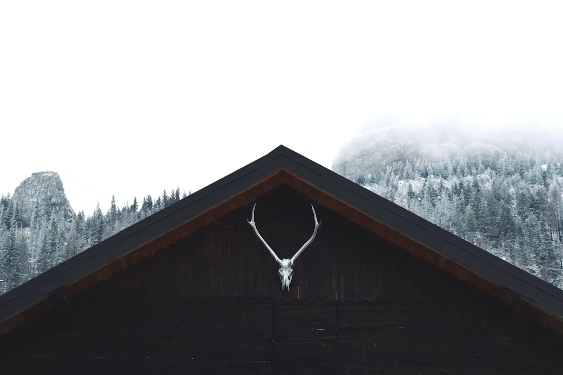 Foto profissional grátis de Alpes, cabeça, chifres