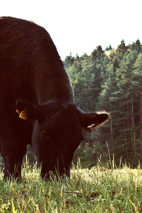 Free stock photo of animal, cow, cow face