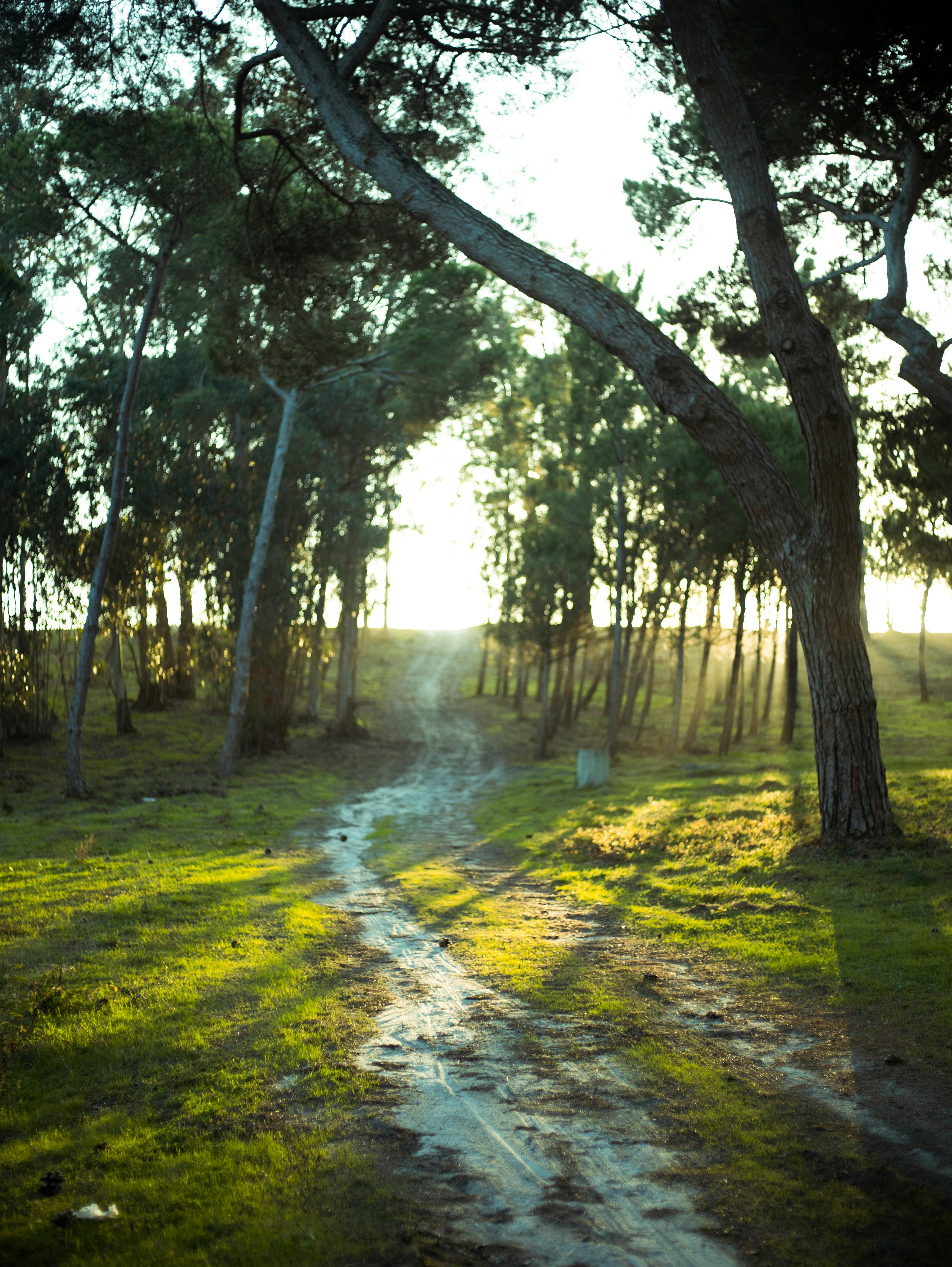 10+ Best Ambience Photos · 100% Free Download · Pexels Stock Photos