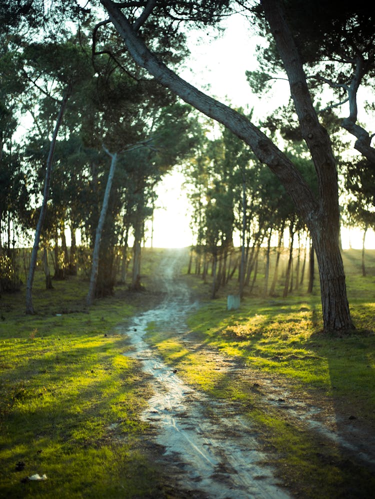 Dirt Path Near Green Grass And Trees