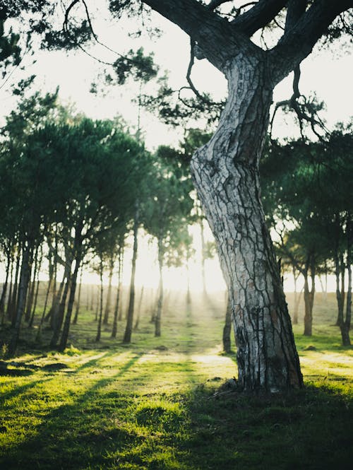 Tree Trunk on Green Grass Field