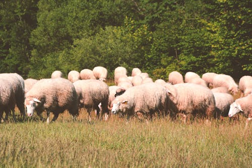 Základová fotografie zdarma na téma domácí zvířata, farmářská zvířata, ovce