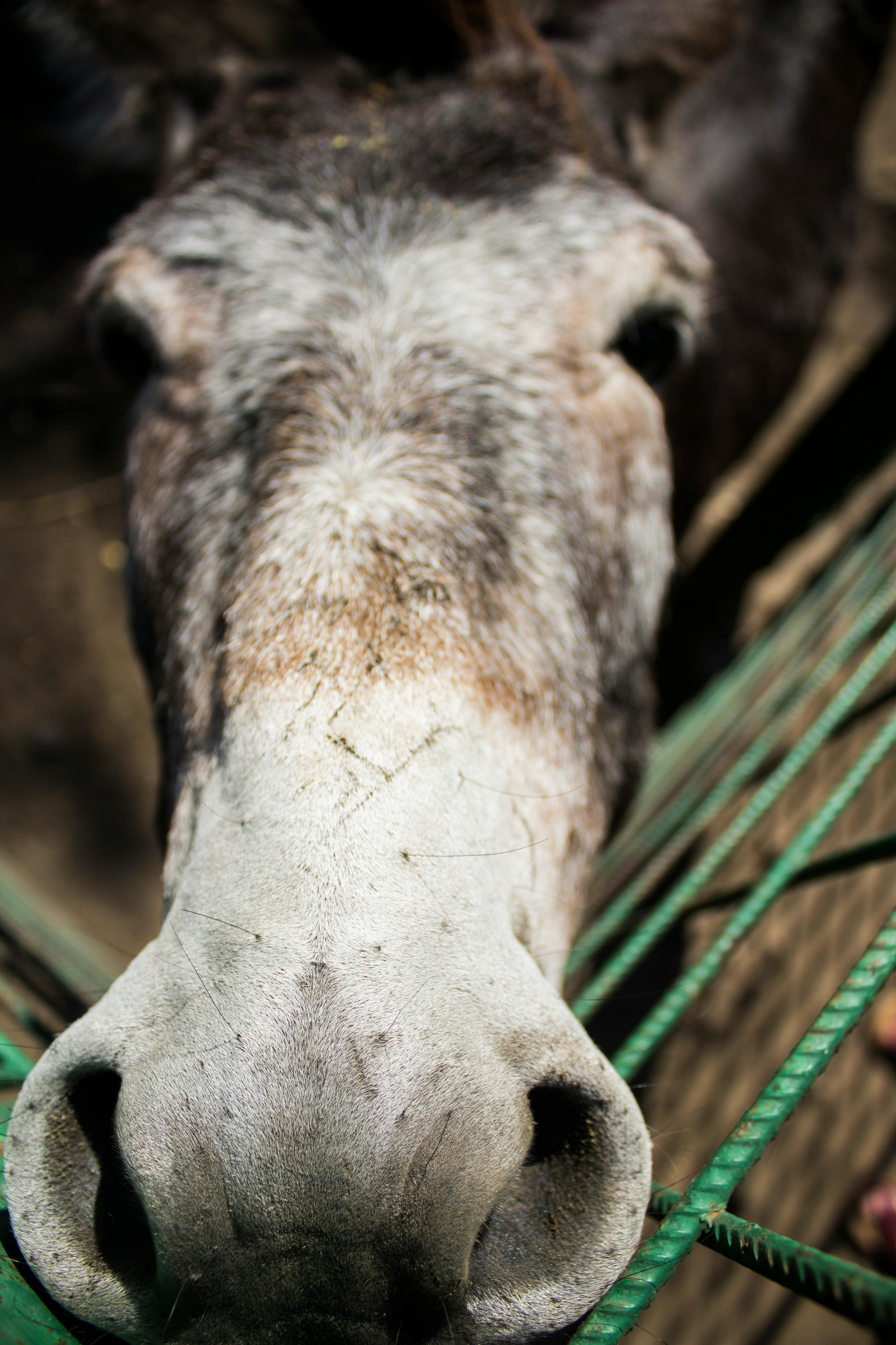 Free stock photo of horse, horse head, nature