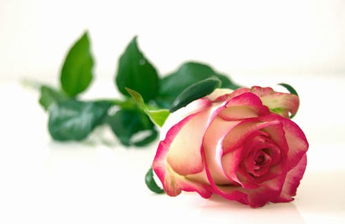 무료 분홍색과 흰색 장미 꽃 스톡 사진