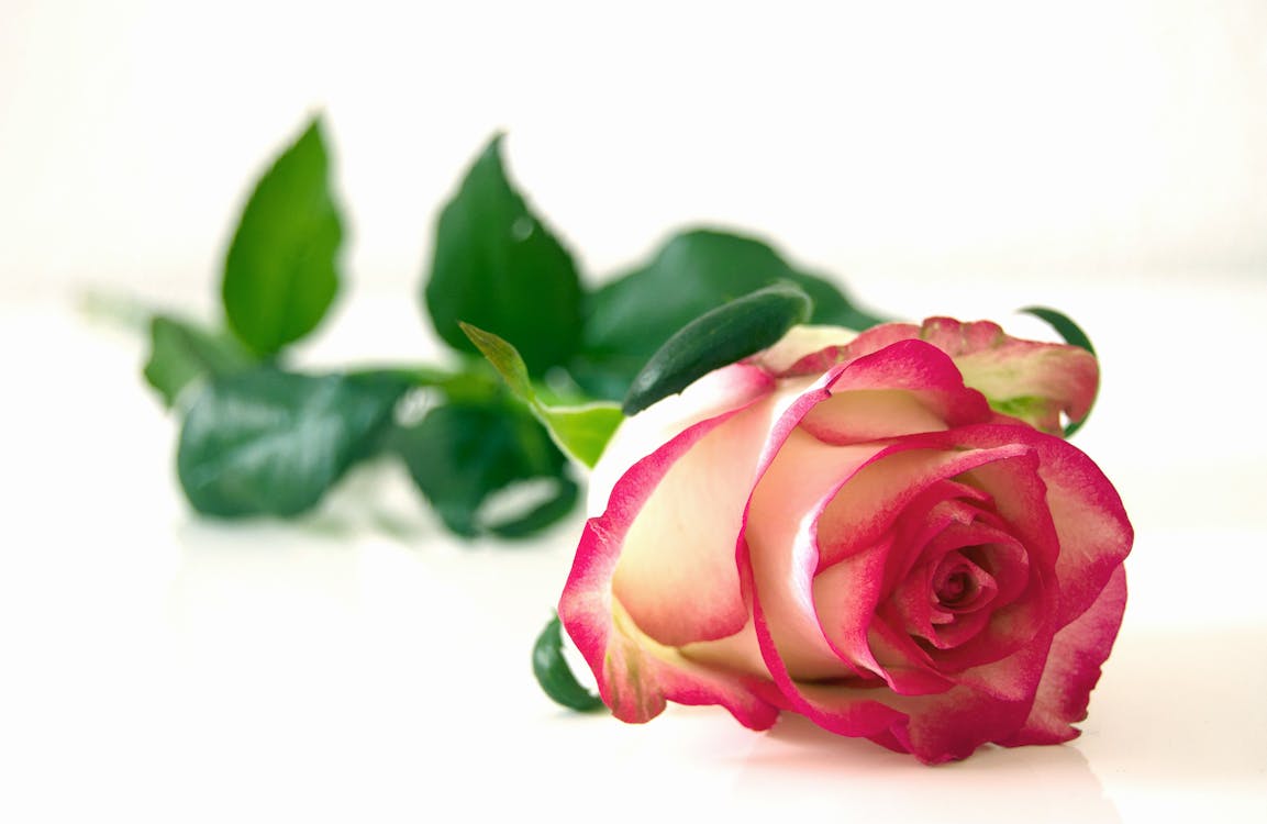 Free Pink and White Rose Flower Stock Photo