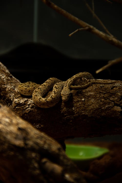 Foto profissional grátis de animal do zoológico, cânone, cobra