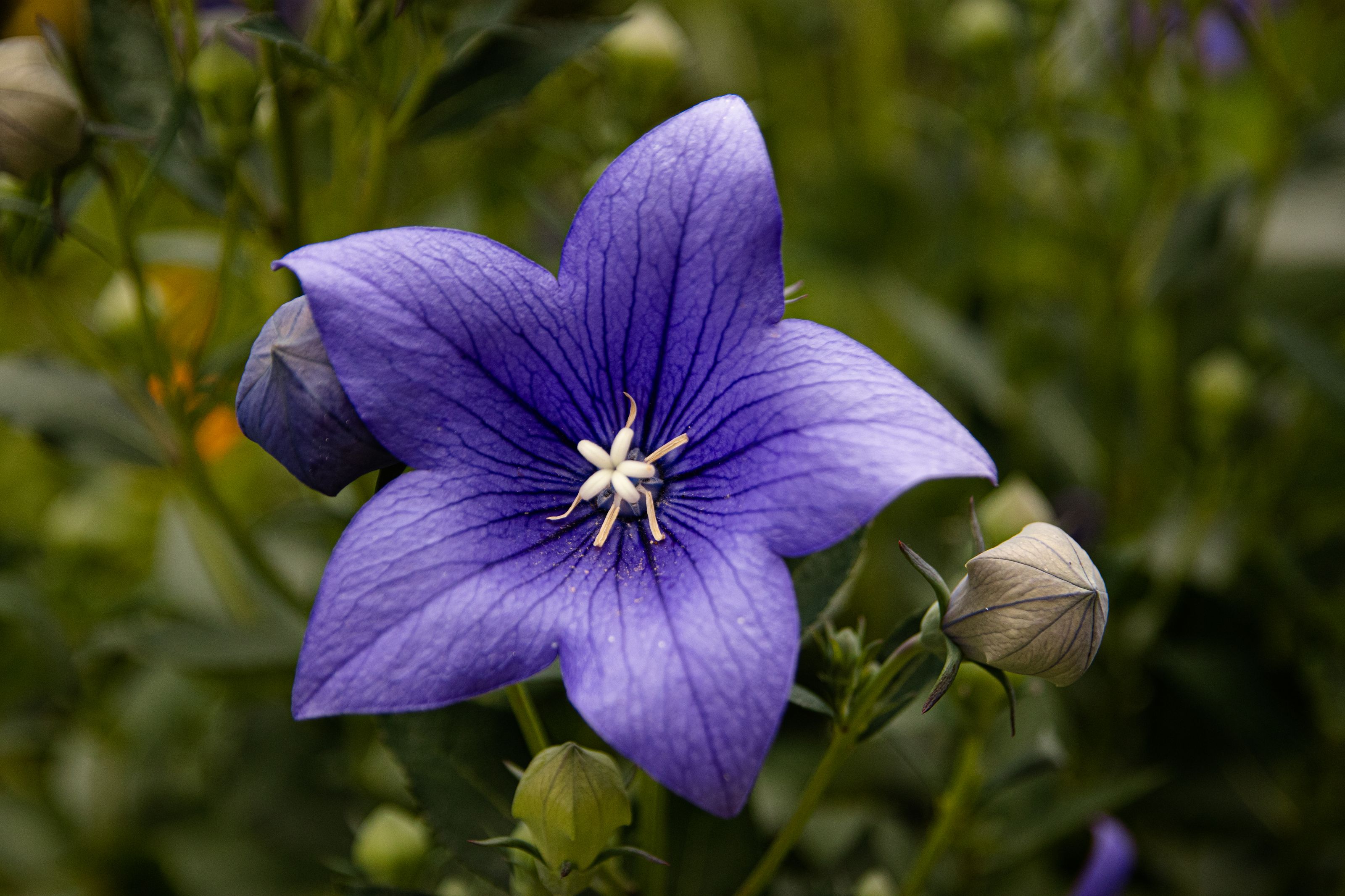 Blue balloon flowers blooming