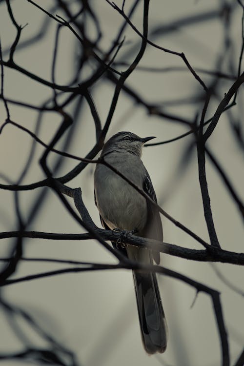 A Cardinal Perched on a Branch