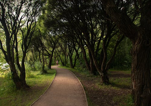 Ücretsiz ağaçlar, binmek, bisiklet içeren Ücretsiz stok fotoğraf Stok Fotoğraflar