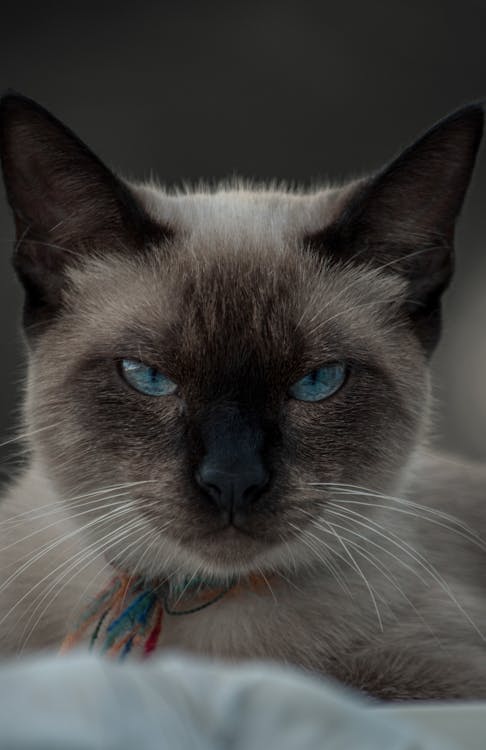 Close-Up Shot of a Siamese Cat 