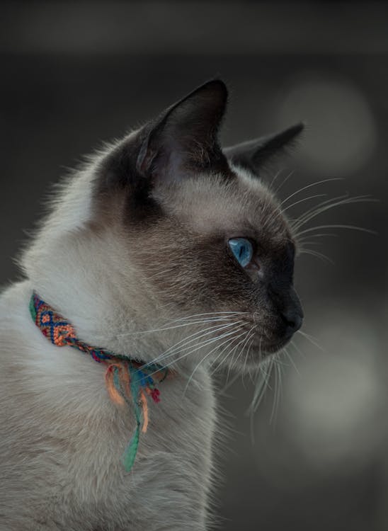 Close-Up of a Siamese Cat 